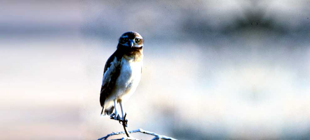 owl