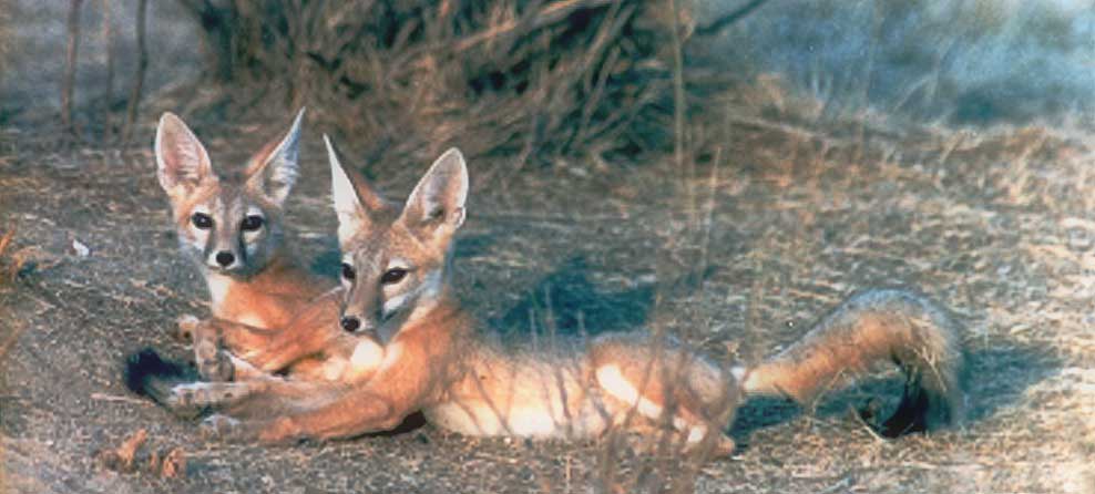 kit fox