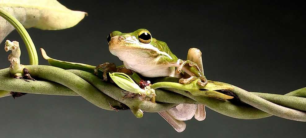 tree frog
